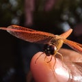 Macro photography of dragonfly with beautiful wing held on a finger