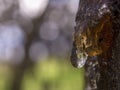 Macro photography of drops of tree resine