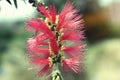 In macro photography is a Dwarf Bottlebrush Myrtaceae or Callistemon viminalis Royalty Free Stock Photo