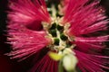 In macro photography is a Dwarf Bottlebrush Myrtaceae or Callistemon viminalis Little John red blossom Royalty Free Stock Photo