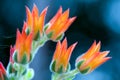 Macro photography of echeveria succulent plant flowers Royalty Free Stock Photo