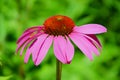 Macro photography of Echinacea purpurea, eastern purple coneflower or also hedgehog coneflower captured together with a hoverfly