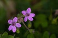 Macro photography of an Erodium laciniatum