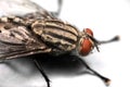 Macro Photo of Eye of Housefly Isolated on White Background Royalty Free Stock Photo