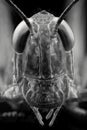 A Macro Photography Of The Face Of A Grasshopper Royalty Free Stock Photo