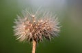 Macro photography faded bristly hawkbit Royalty Free Stock Photo