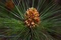 Macro photography female gametophyte at the eaten. The family of gymnosperms. Green lush branch. Fir branches. Spruce