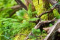 Macro photography female gametophyte at the eaten. The family of gymnosperms. Lush branch. Fir branches. Spruce