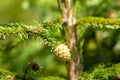 Macro photography female gametophyte at the eaten. The family of gymnosperms. Lush branch. Fir branches. Spruce Royalty Free Stock Photo