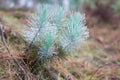 Macro photography female gametophyte at the eaten. The family of gymnosperms. Lush branch. Fir branches. Spruce