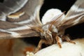 Macro photography of female moth with big antennas black background