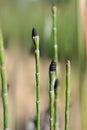 Macro photography of field horsetail fertile stems