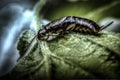 Macro photography of a firebrat insect on a green leaf with a blurred background