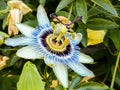 Macro photography of a flower: detail shot of a flower with background blur Royalty Free Stock Photo