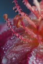 Macro photography of a flower with dewdrops accentuating the delicate details