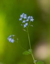 Macro photography of a flower - Myosotis sylvatica Royalty Free Stock Photo