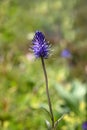 Macro photography of a flower - Phyteuma spicatum