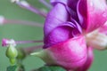 Macro photography of flower princess earring