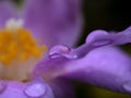 Purple petals flower