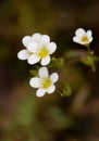 Macro photography of a flower - Saxifraga continentalis Royalty Free Stock Photo