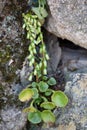 Macro photography of a flower - Umbilicus rupestris