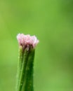 Macro photography,flowers macro photography environmental,green Royalty Free Stock Photo