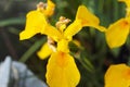 Macro photography of flowers growing by the river