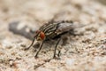 Macro photography fly close up.