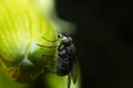 macro photography of fly drinking a drop of water Royalty Free Stock Photo