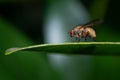 Macro photography of a fly on a green leaf with a blurred background Royalty Free Stock Photo