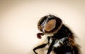 Macro photography: Fly showing its big eyes Royalty Free Stock Photo
