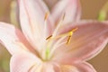 Macro photography of a fragment of pink lily flower with the focus on the pollen stamen