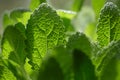 Macro photography of fresh sage.