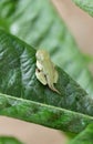Frog tadpole on green leaf in brazilian forest