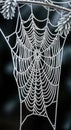 Macro Photography of Frozen Spider Web with Delicate Ice Crystals Creating Geometric Web Pattern Royalty Free Stock Photo