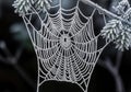 Macro Photography of Frozen Spider Web with Delicate Ice Crystals Creating Geometric Web Pattern Royalty Free Stock Photo