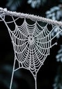 Macro Photography of Frozen Spider Web with Delicate Ice Crystals Creating Geometric Web Pattern Royalty Free Stock Photo