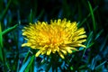 Fully developed dandelion flower in the sun