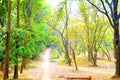 Macro Photography On the Garden With An Awesome Trees Royalty Free Stock Photo