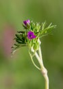 Macro photography of a Geranium dissectum