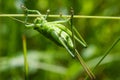 Giant green grasshopper crawling on grass Royalty Free Stock Photo