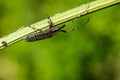 Longhorn beetle with copy space Royalty Free Stock Photo