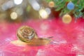 Macro Photography golden little snail on shiny pink with Christmas bokeh.
