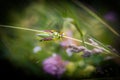 Macro photography of Grasshopper on green leaf in the forest, Grasshopper a plant-eating insect with long hind legs that are used Royalty Free Stock Photo