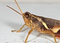 Macro Photo of Grasshopper on White Floor Royalty Free Stock Photo