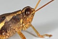 Macro Photo of Grasshopper on White Floor Royalty Free Stock Photo