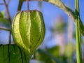 Macro photography the green calix of the goldenberry