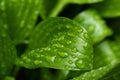 Macro photography of the green glossy leaf with rain drops.Fresh spring foliage with water droplets.Beautiful natural background, Royalty Free Stock Photo