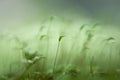 Macro photography green grass mysterious forest beauty