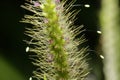 Macro photography of green grass